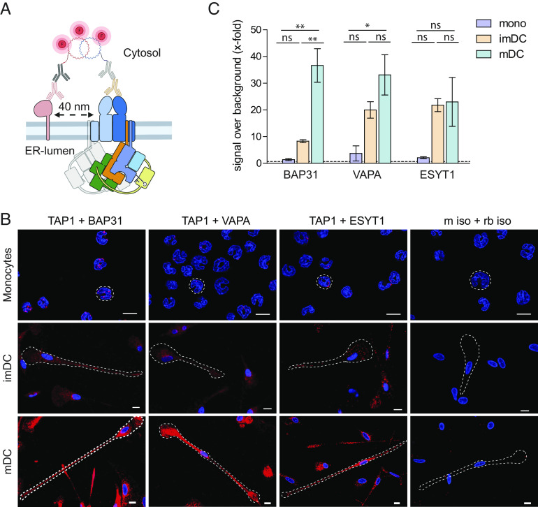 Fig. 4.