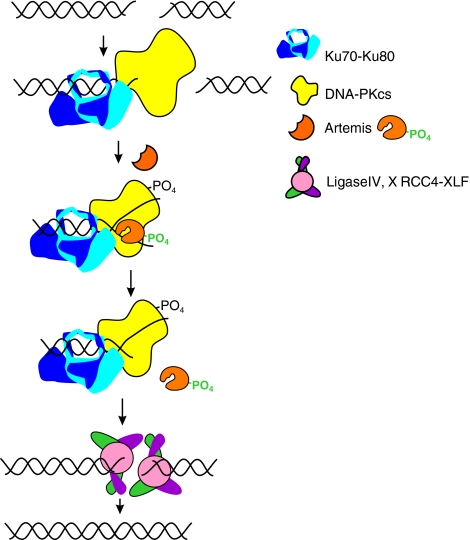 FIG. 2.