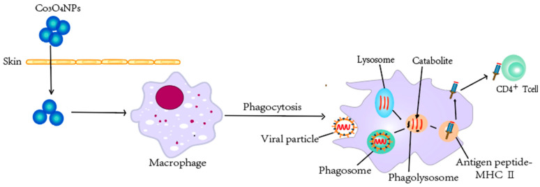 Figure 5