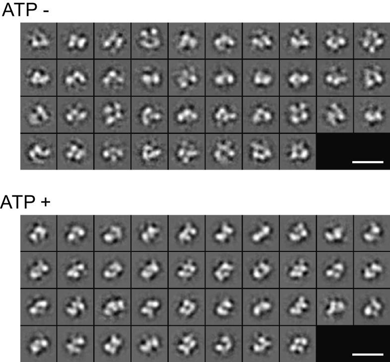 Figure 2—figure supplement 1.