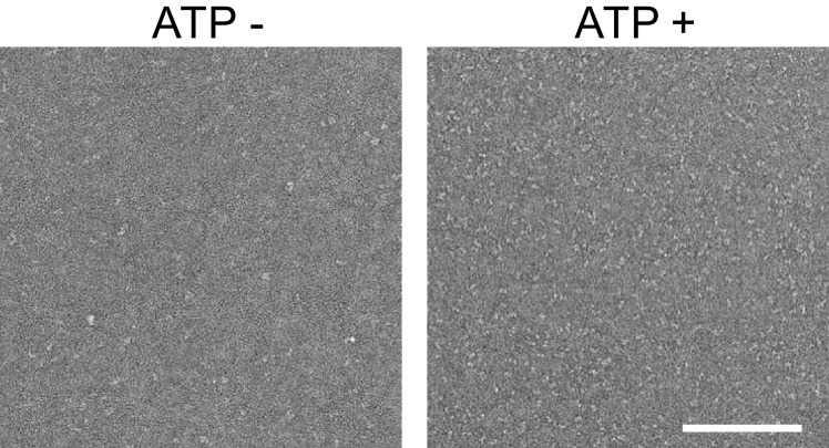 Figure 2—figure supplement 2.