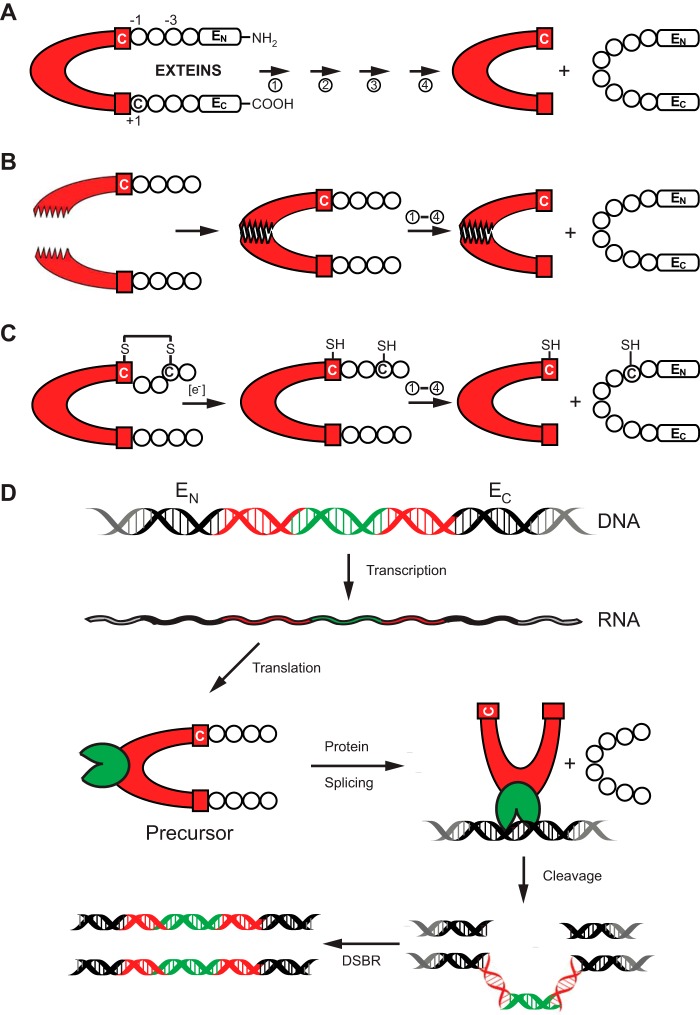 FIGURE 1.