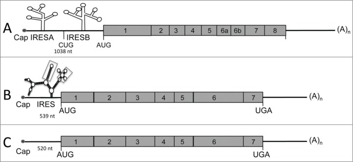 Figure 2.