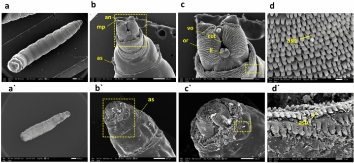 Figure 5