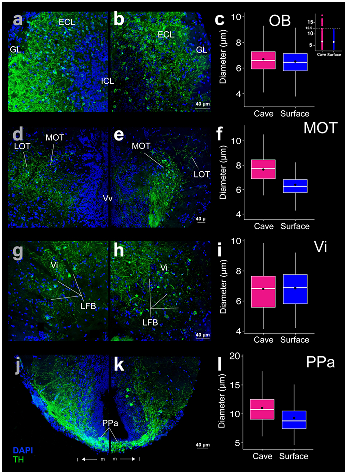 Figure 6: