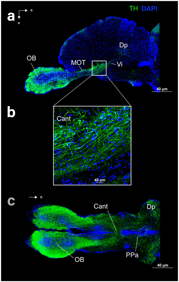 Figure 5: