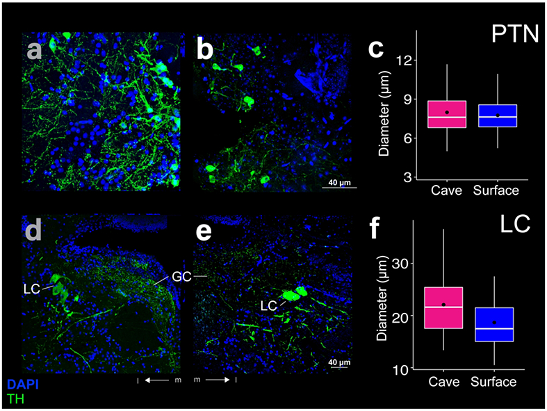 Figure 12: