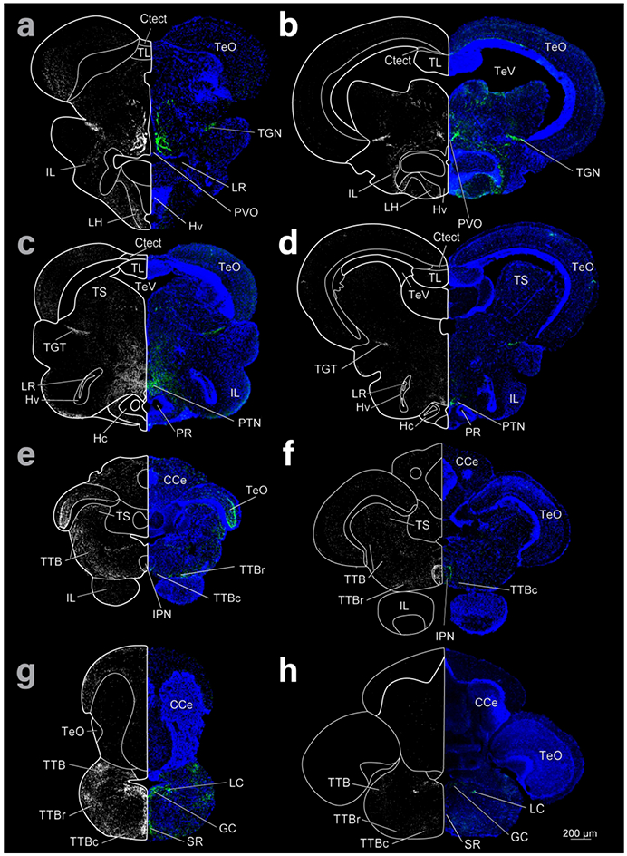 Figure 3: