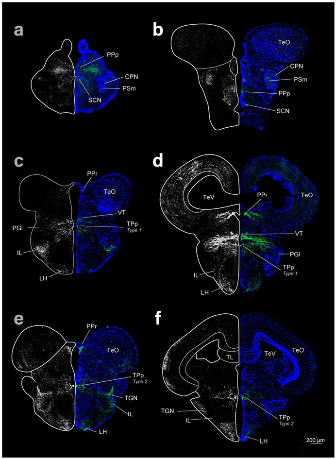 Figure 2: