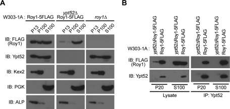 FIGURE 5: