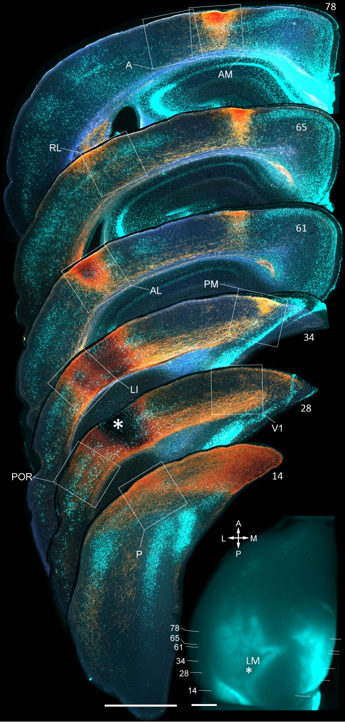 Figure 1—figure supplement 2.