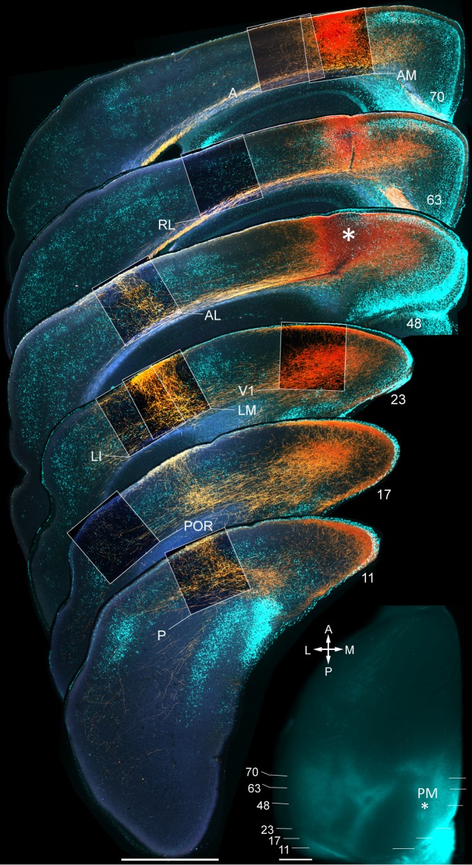 Figure 1—figure supplement 3.