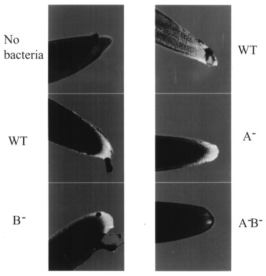 FIG. 6