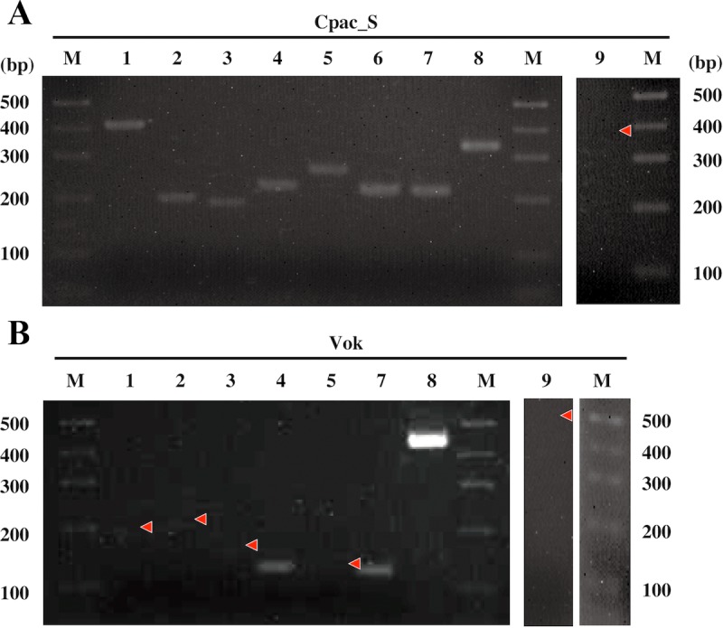 Fig 5