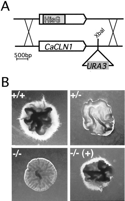 FIG. 5