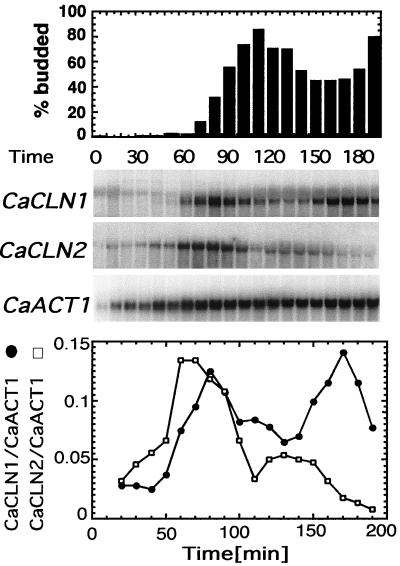 FIG. 1