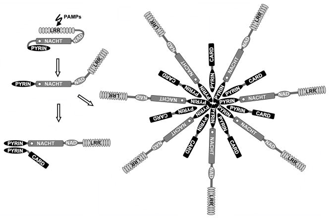 The PYRIN domain in signal transduction - PMC