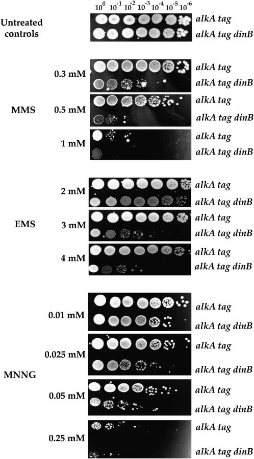 Figure 4.—