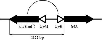 Figure 1.—