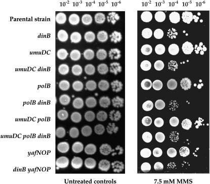 Figure 6.—