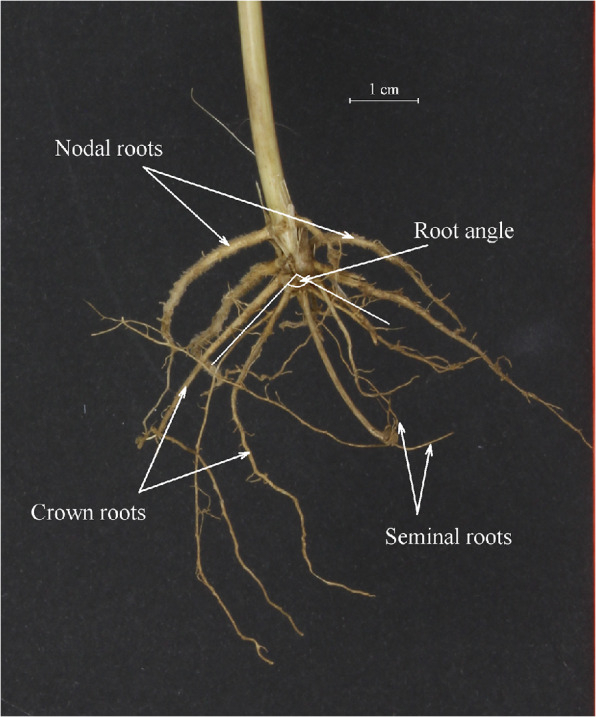 Fig. 1