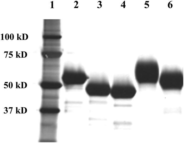 Fig. 2.