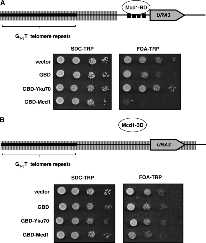 Figure 7.—