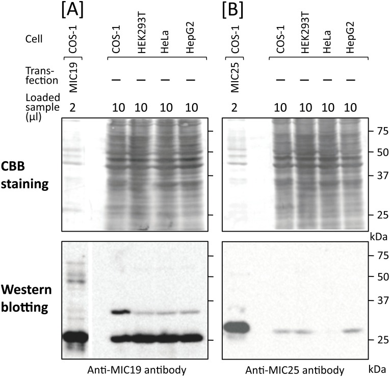 Fig 10