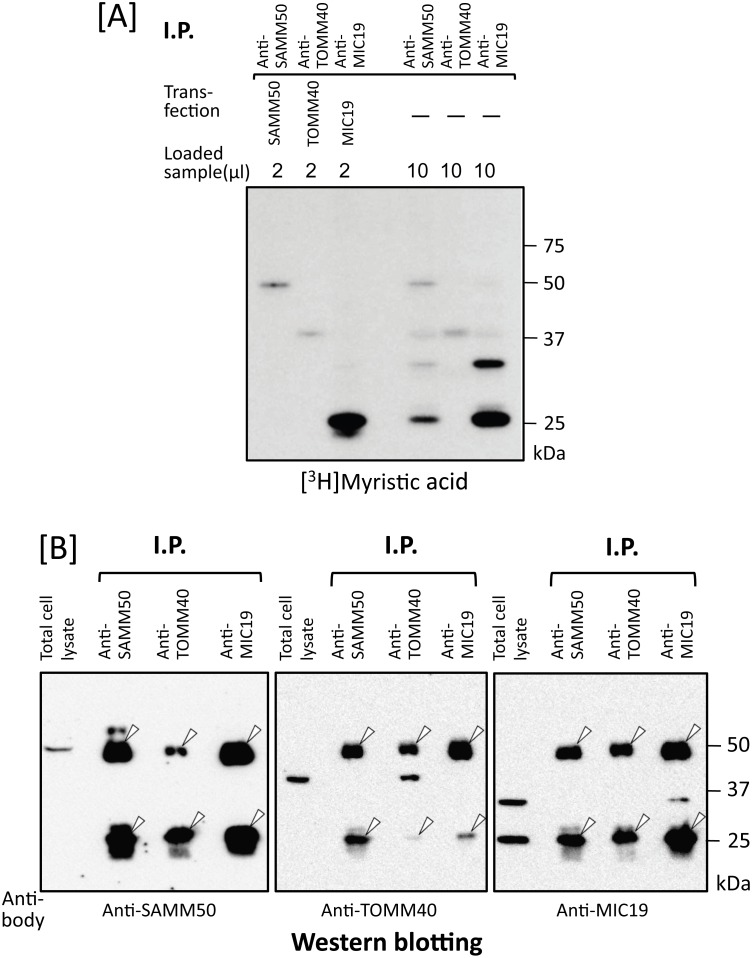 Fig 5