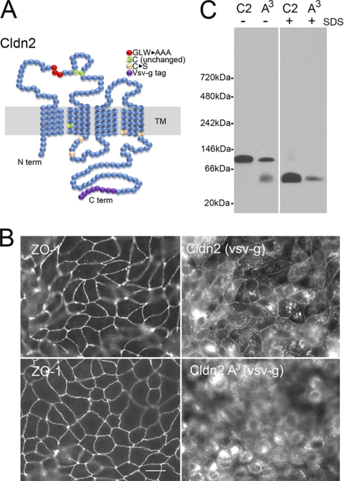 FIGURE 4.