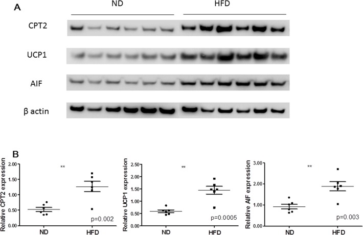 Fig 5