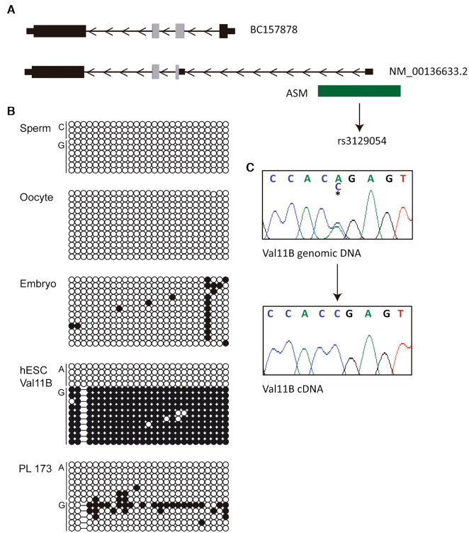 Figure 5.