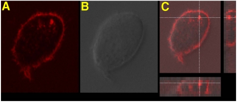 Fig. 4.