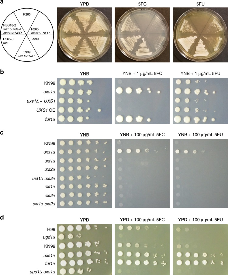 Fig. 4