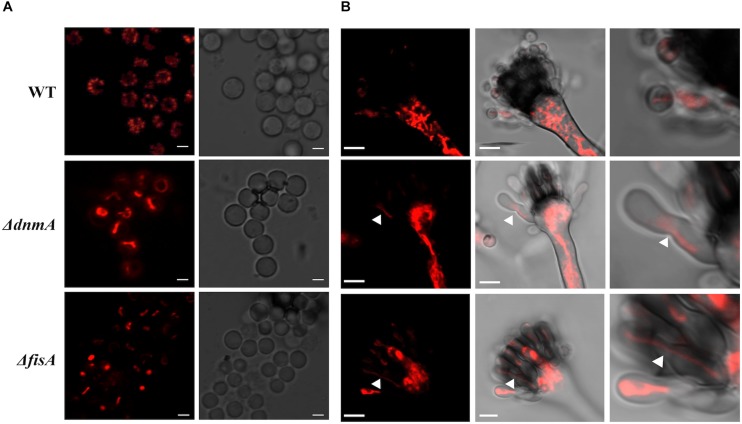 FIGURE 4