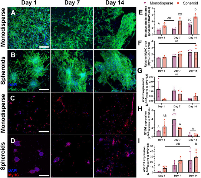 Skeletal Muscle Spheroids as Building Blocks for Engineered Muscle ...