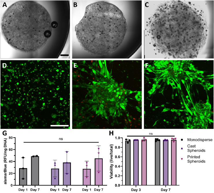 Skeletal Muscle Spheroids as Building Blocks for Engineered Muscle ...