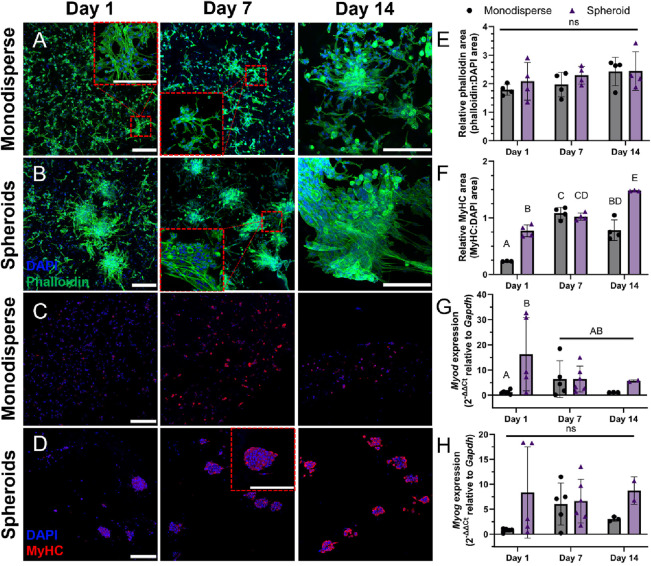 Skeletal Muscle Spheroids as Building Blocks for Engineered Muscle ...