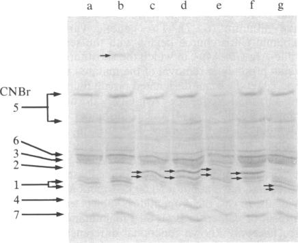 graphic file with name pnas00336-0054-a.jpg