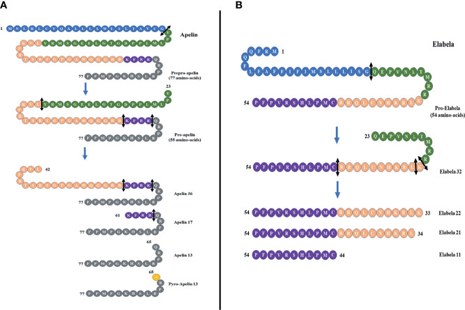 Figure 1