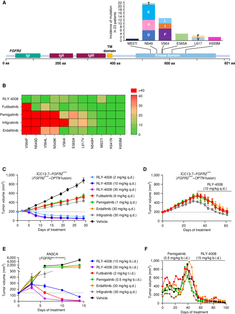 Figure 4. RLY-4008 is active on mutations associated with acquired resistance to pan-FGFRi. A, Acquired resistance mutations in the FGFR2 kinase domain are commonly found in patients with FGFR2 fusion– or rearrangement–positive iCCA treated with pan-FGFRi. The graph indicates the number of times the indicated mutant allele was detected in tissue or ctDNA in 23 patients (out of 46) who developed FGFR2 kinase domain mutations at progression on pan-FGFRi. Figure art adapted from Varghese et al. and patient data are from Goyal et al. (23, 34). B, Heat map displaying the fold change in potency (IC50) for the indicated inhibitors against the indicated FGFR2 mutant as compared with FGFR2 WT. Numbering of mutant residues refers to the FGFR2 IIIc isoform to remain consistent with the usage of this nomenclature. Following 2 hours of incubation with the compound, FGFR2 inhibition was determined via pFGFR2 (Y653/654) HTRF assay, and IC50 values against FGFR2 WT and FGFR2 mutants were calculated. The average fold change of three independent experiments each containing two biological replicates was used to derive a heat map in GraphPad Prism. Fold change of one indicates equivalent potency on FGFR2 WT and the indicated FGFR2 mutant. C–E, Dotted line indicates tumor volume prior to initiation of treatment. C, Antitumor activity of RLY-4008 compared with futibatinib, pemigatinib, erdafitinib, and infigratinib in the ICC13-7–FGFR2V564F xenograft model (n = 8/group). Only RLY-4008 leads to tumor regression. Data are mean ± SEM. D, Following 28 days of treatment on the indicated inhibitors, animals on pan-FGFRi in the study shown in C were changed to treatment with RLY-4008 10 mg/kg once daily. Tumor regression was observed in all animals receiving RLY-4008. Data are mean ± SEM. E, Antitumor activity of RLY-4008 compared with futibatinib, pemigatinib, erdafitinib, and infigratinib in the AN3CA (FGFR2K310R;N549K) endometrial cancer xenograft model (n = 7/group). Only RLY-4008 and futibatinib treatment lead to tumor regression. Data are mean ± SEM. F, RLY-4008 overcomes acquired resistance to pemigatinib in vivo. Antitumor activity of pemigatinib followed by RLY-4008 in an FGFR2–TTC28 iCCA patient-derived xenograft model. Animals were dosed with pemigatinib for 40 days, followed by treatment with RLY-4008 from days 42–98. Each line represents one animal. b.i.d., twice daily; q.d., once daily; t.i.d., three times daily.