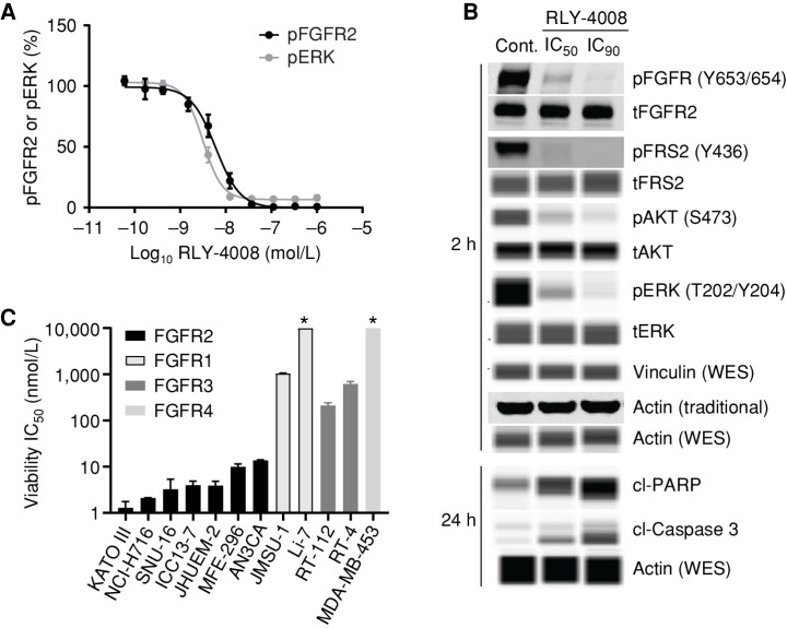 Figure 2. RLY-4008 inhibits FGFR2-mediated signaling and proliferation in cells. A, Inhibition of FGFR2-mediated signaling in SNU-16 cells. Cells were incubated with RLY-4008 for 2 hours prior to lysis and analysis via pFGFR2 (Y653/654) and pERK (T202/Y204) HTRF (PerkinElmer). B, Inhibition of FGFR2-mediated signaling and induction of apoptosis in SNU-16 cells. Immunoblots of cell lysates generated from cells treated with DMSO (Control), IC50, or IC90 concentrations of RLY-4008 (as determined by pFGFR2 HTRF) for the indicated times. Samples were analyzed via traditional Western or via WES (Protein Simple). Loading controls were actin (traditional) and actin and vinculin (WES). cl, cleaved; p, phospho; t, total. C, Viability IC50 values for RLY-4008 in FGFR2-, FGFR1-, FGFR3-, and FGFR4-dependent cancer cell lines (Supplementary Table S3). Cells were treated for 96 hours and cellular viability was assayed using CellTiter-Glo (Promega). Average IC50 of two independent experiments each containing two biological replicates is reported. Error bars indicate SD. * Indicates that IC50 was not reached in this cell line (maximum RLY-4008 concentration = 10 μmol/L).