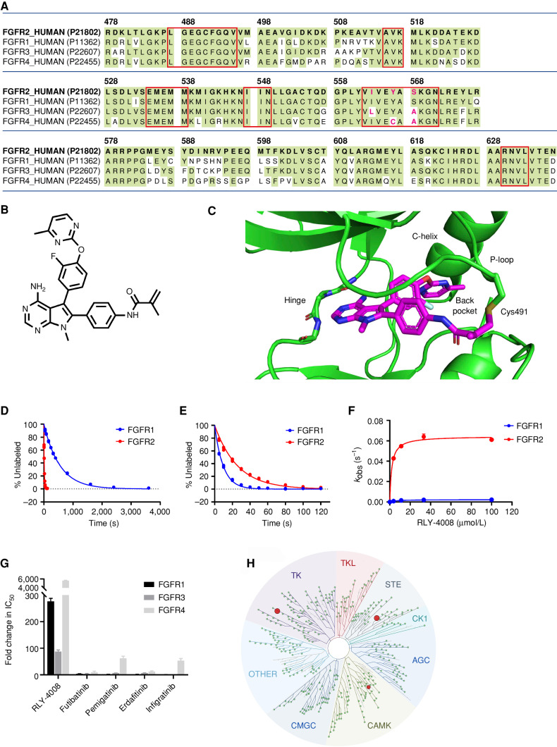 Figure 1. RLY-4008 is a potent and selective irreversible inhibitor of FGFR2. A, Sequence alignment of the kinase domains of FGFR1–4 indicates a high degree of similarity among paralogs. RLY-4008 binding site residues are boxed; residues shown in pink identify amino acid differences between FGFR2 and paralogs within this region. Numbering refers to the FGFR2 IIIc isoform. B, Chemical structure of RLY-4008, N-(4-(4-amino-5-(3-fluoro-4-((4-methylpyrimidin-2-yl)oxy)phenyl)-7-methyl-7H-pyrrolo[2,3-d]pyrimidin-6-yl)phenyl)methacrylamide. C, Crystal structure of RLY-4008 in complex with FGFR2 (PDB: 8STG). Protein is shown in green, and inhibitor carbons are shown in magenta. The Cys491 sulfur is shown in gold and as a covalent adduct with RLY-4008. D and E, Rate of covalent labeling of FGFR2 (red) and FGFR1 (blue) by RLY-4008 (D) and futibatinib (E) as measured by intact mass over time. Triplicate biological replicates are reported. F, RLY-4008 concentration-dependent modification rate against FGFR2 (red) and FGFR1 (blue). RLY-4008 against FGFR2: kinact = 6.45 × 10−2 per second; KI = 1.87 μmol/L; kinact/KI = 3.45 × 10−2 per second/(μmol/L). RLY-4008 against FGFR1: kinact = 2.33 × 10−3 per second; KI = 6.14 μmol/L; kinact/KI = 3.79 × 10−4 per second/(μmol/L). G, Fold change in biochemical IC50 values of the indicated inhibitors between FGFR2 and FGFR1, FGFR3, and FGFR4. Average fold change of three independent experiments each containing two biological replicates is reported. Error bars indicate SD. H, TREEspot depicting selectivity of RLY-4008 screened against 468 kinases via KINOMEscan (DiscoverX, Eurofins). At the test concentration of 500 nmol/L, three kinases showed greater than 75% inhibition: FGFR2 (94.1%), MEK5 (92.4%), and MKNK2 (89%). Image generated using TREEspot Software Tool and reprinted with permission from KINOMEscan, a division of DiscoveRx Corporation, ©DiscoverX Corporation 2010.