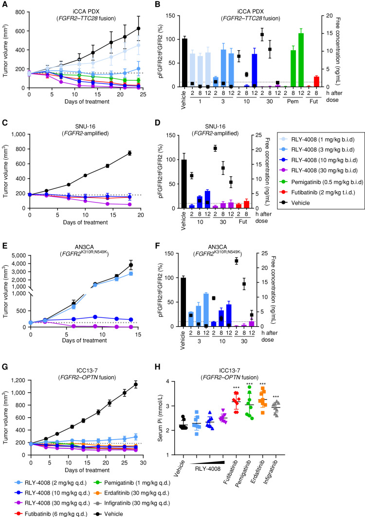 Figure 3. Treatment with RLY-4008 leads to dose-dependent inhibition of FGFR2 and tumor regression in multiple FGFR2-altered tumor models and spares FGFR1 in vivo. A–F, Refer to boxed legend. A, C, E, and G, Dotted line indicates tumor volume prior to initiation of treatment. B, D, and F, Dotted line indicates 10% pFGFR2/tFGFR2 (90% inhibition of pFGFR2). A, Antitumor activity of RLY-4008 compared with pemigatinib and futibatinib in an FGFR2–TTC28 iCCA patient-derived xenograft (PDX) model (n = 6/group). Data are mean ± SEM. B, Dose-dependent inhibition of FGFR2 in FGFR2–TTC28 tumors. Animals were sacrificed, and tumors were harvested at the indicated time points after the final dose on the third day of dosing. Tumor lysates were analyzed via pFGFR2 (Y653/654) ELISA and tFGFR2 HTRF; pFGFR2 normalized to tFGFR2 is reported (n = 3/group). Free plasma concentration of RLY-4008 is reported. Data are mean ± SEM. Fut, futibatinib; Pem, pemigatinib. C, Antitumor activity of RLY-4008 compared with futibatinib in the SNU-16 gastric cancer xenograft model (n = 7/group). Data are mean ± SEM. D, Dose-dependent inhibition of FGFR2 in SNU-16 tumors. Animals were sacrificed and tumors were harvested at the indicated time points after the final dose on the fourth day of dosing. Tumor lysates were analyzed via pFGFR2 (Y653/654) and tFGFR2 HTRF; pFGFR2 normalized to tFGFR2 is reported (n = 3/group). Free plasma concentration of RLY-4008 is reported. Data are mean ± SEM. E, Antitumor activity of RLY-4008 in the AN3CA endometrial cancer xenograft model (n = 8/group). Data are mean ± SEM. F, Dose-dependent inhibition of FGFR2 in AN3CA tumors. Animals were sacrificed and tumors were harvested at the indicated time points after the final dose on the third day of dosing. Tumor lysates and plasma were analyzed and reported as in B (n = 3/group). G, Antitumor activity of RLY-4008 and pan-FGFRi futibatinib, pemigatinib, erdafitinib, and infigratinib in an FGFR2–OPTN iCCA cell line–derived xenograft model, ICC13–7 (n = 8/group). Data are mean ± SEM. H, RLY-4008 spares FGFR1 in vivo. Two hours after the final dose of the study shown in G, blood was collected from all animals for serum phosphate analysis (n = 8/group). Data are mean ± SEM. ***, P < 0.0001, one-way ANOVA. b.i.d., twice daily; q.d., once daily; t.i.d., three times daily.