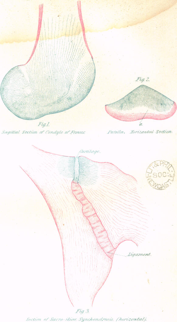 Plate XV