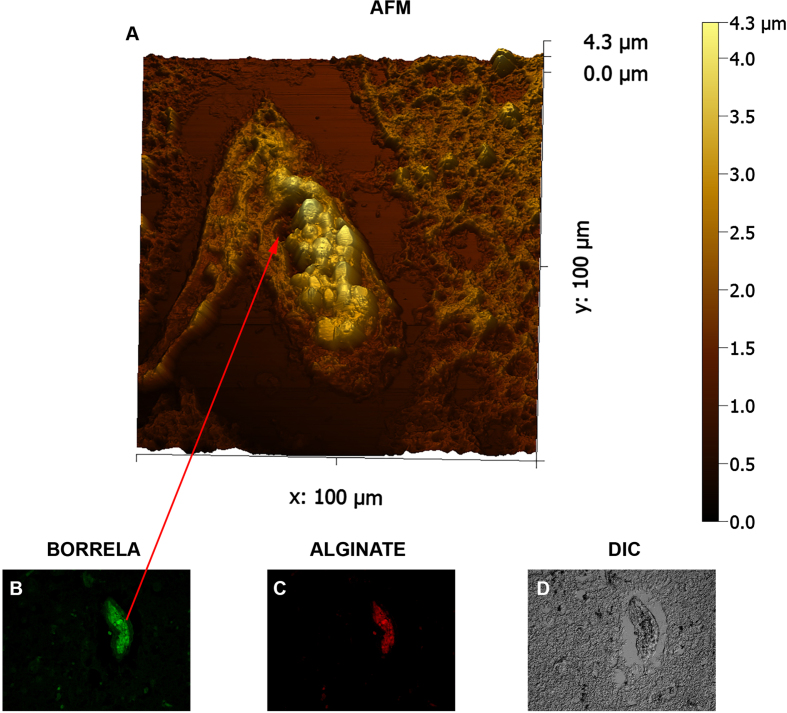 Fig. 7