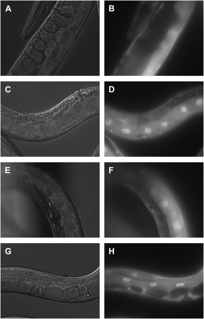 Figure 7.—