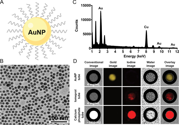 In vitro characterization and imaging of gold nanoparticles (AuNP). A, Schematic representation of a gold nanoparticle. B, Transmission electron photomicrograph of gold nanoparticle. Note that gold nanoparticles are represented by darker spots. C, Characteristic absorption spectrum of gold at energy-dispersive x-ray spectroscopy. Au = gold, Cu = copper. D, In vitro photon-counting CT images of tubes containing gold nanoparticles (4 mg/mL), iomeprol (4 mg/mL), or calcium phosphate (1800 HU).