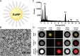In vitro characterization and imaging of gold nanoparticles (AuNP). A,
Schematic representation of a gold nanoparticle. B, Transmission electron
photomicrograph of gold nanoparticle. Note that gold nanoparticles are
represented by darker spots. C, Characteristic absorption spectrum of gold
at energy-dispersive x-ray spectroscopy. Au = gold, Cu = copper. D, In vitro
photon-counting CT images of tubes containing gold nanoparticles (4 mg/mL),
iomeprol (4 mg/mL), or calcium phosphate (1800 HU).