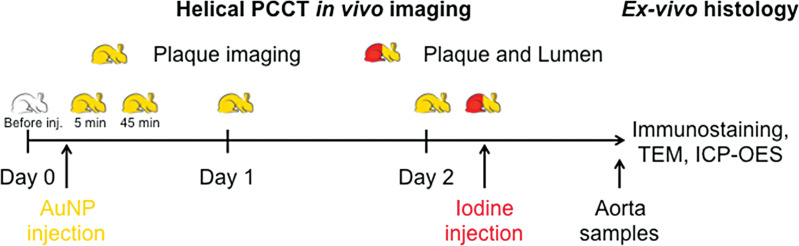 Study design schematic. AuNP = gold nanoparticles, ICP-OES = inductively coupled plasma optical emission spectrometry, inj. = injection, PCCT = photon-counting CT, TEM = transmission electron microscopy.